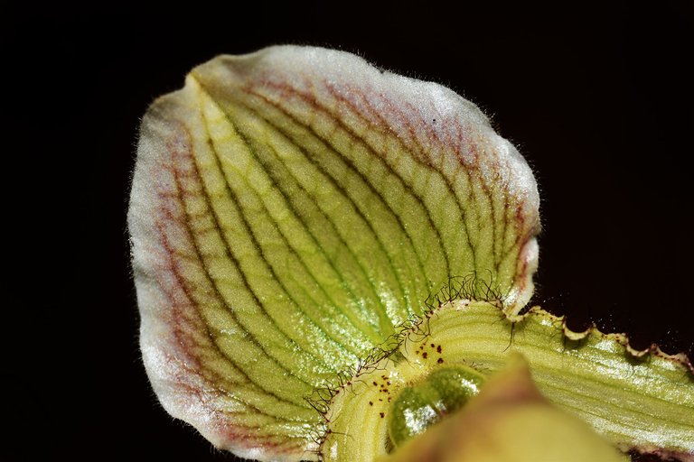 paphiopedilum pinocchio 12.jpg