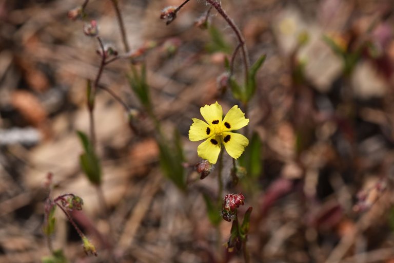 Tuberaria guttata yellow wildflower 10.jpg