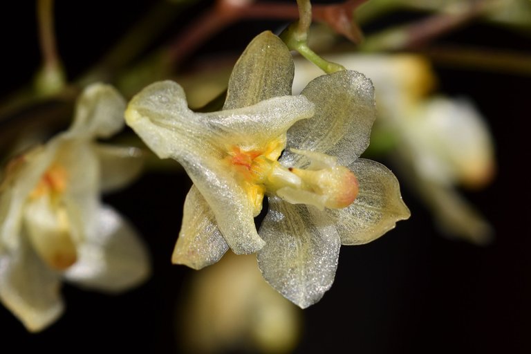 orchid yellow twinkle 2.jpg