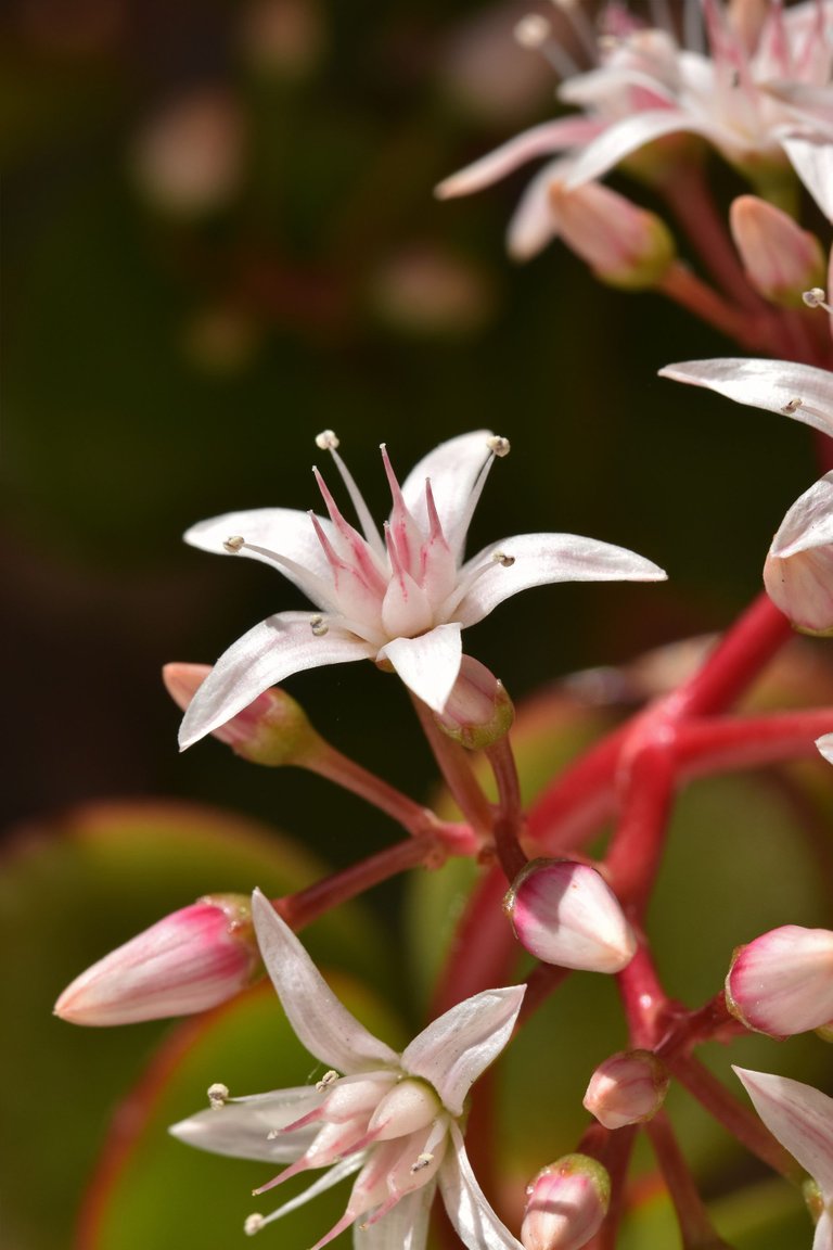 Crassula ovata flowers 2022 1.jpg