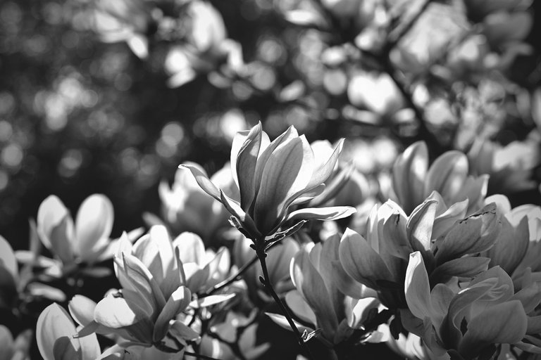 Magnolia flower bw 8.jpg