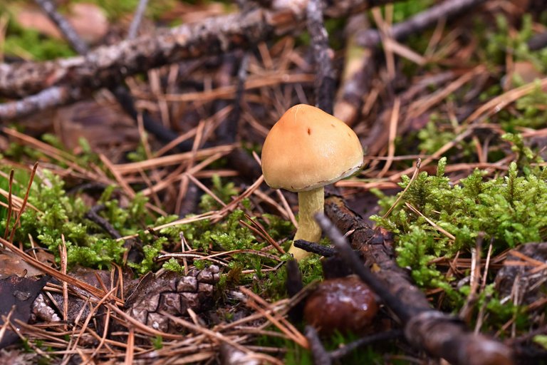small orange mushrooms + boletus 1.jpg