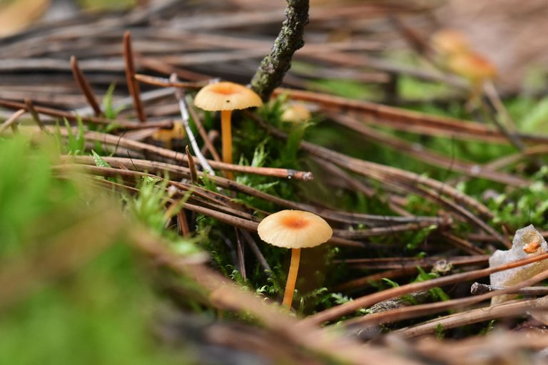 tiny orange mushrooms forest pl 3.jpg