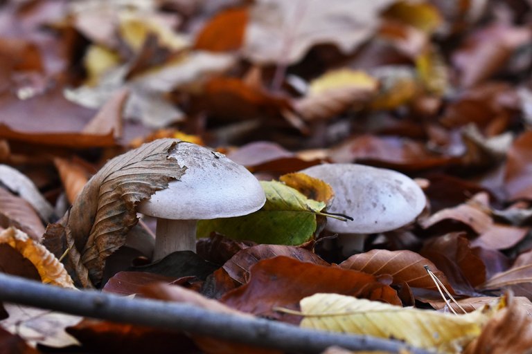 white mushroom in leaves pl 1.jpg