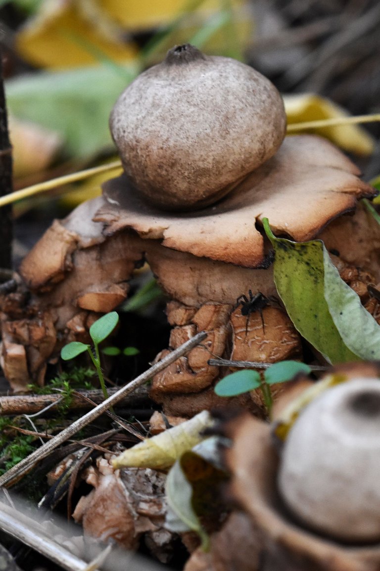 geastrum earthstar mushroom pl 3.jpg