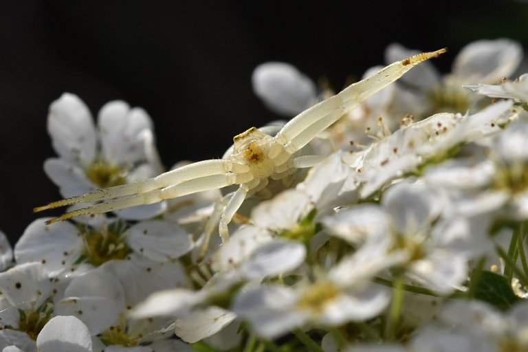 Misumena vatia crab spider flower 5.jpg