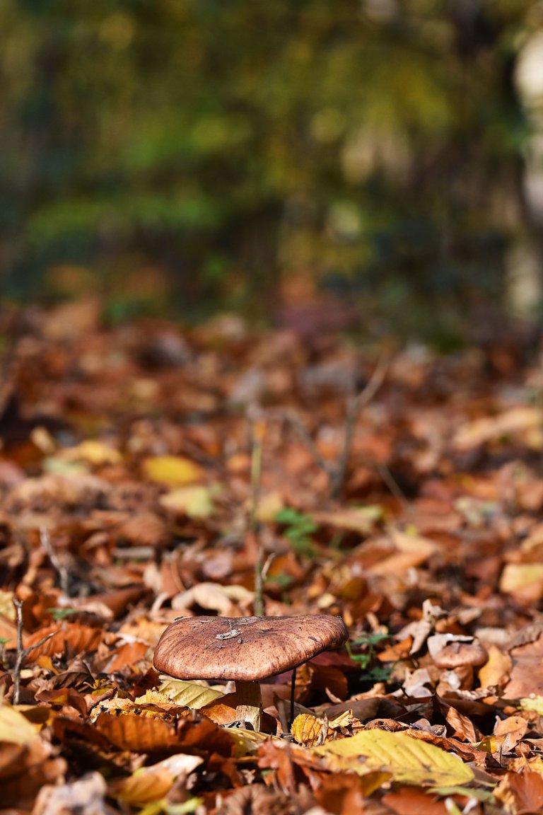 brown mushrooms leaves pl 3.jpg