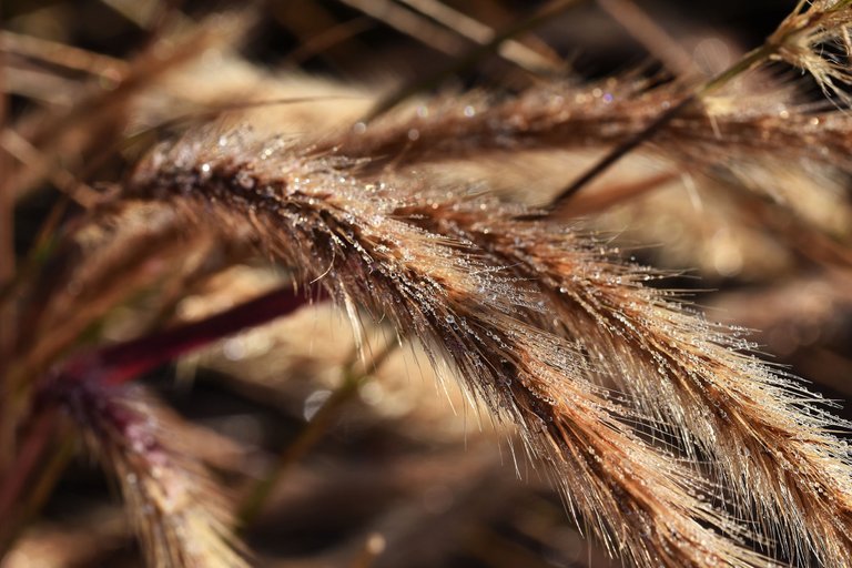 dry grass flower waterdrops 7.jpg