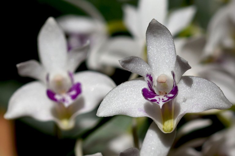 Dendrobium kingianum var. Silcockii 2023 april 2.jpg