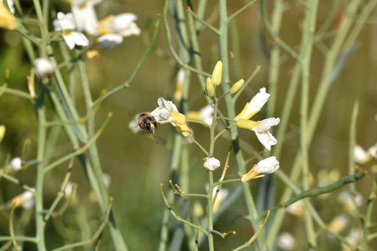 bee cabbage flower 2.jpg