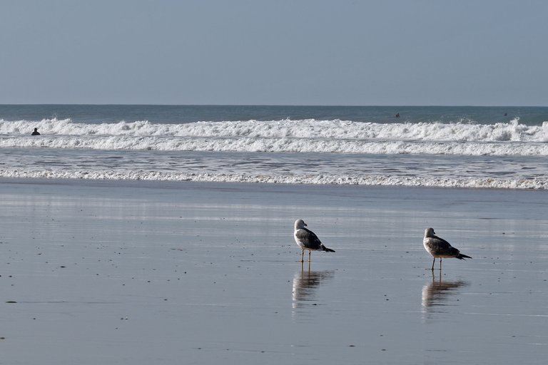 seagull fonte da telha beach 1 surf.jpg