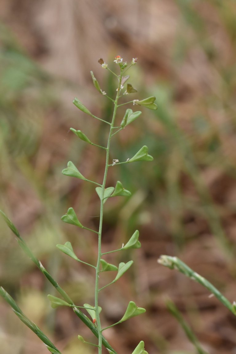 Shepherd's Purse field 1.jpg