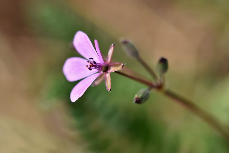 geranium 1.jpg