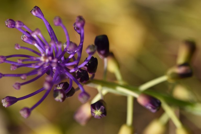 Leopoldia comosa grape hyacinth purple 4.jpg