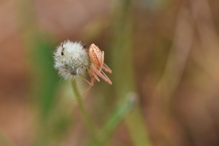 spider fluffy pod .jpg