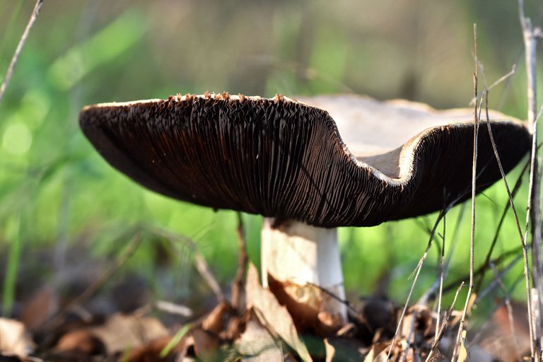 white mushrooms black gills pt 4.jpg