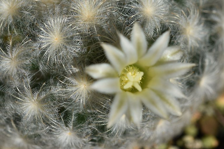 mammillaria plumosa 2024 6.jpg