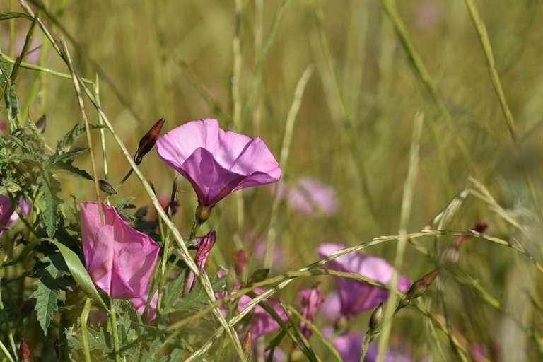 Convolvulus althaeoides pink 10.jpg