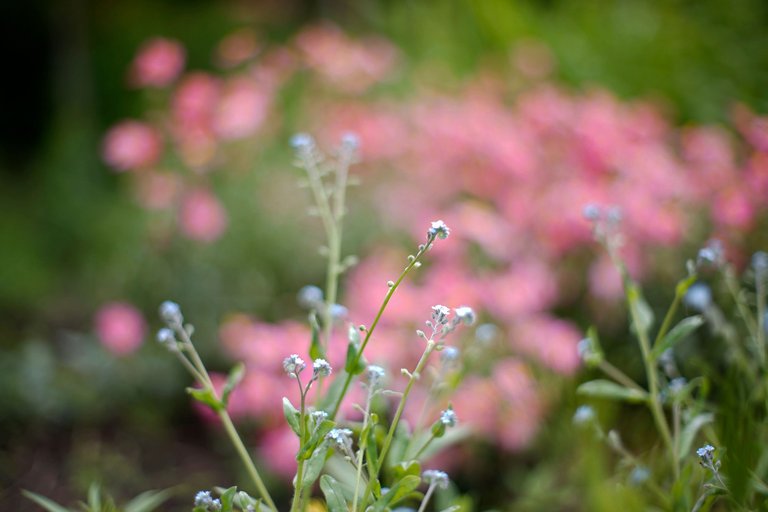 forgetmenot takumar.jpg