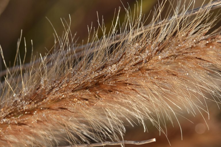 dry grass flower waterdrops 4.jpg