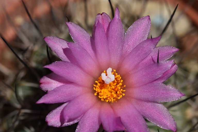 turbinicarpus viereckii 2024 4.jpg