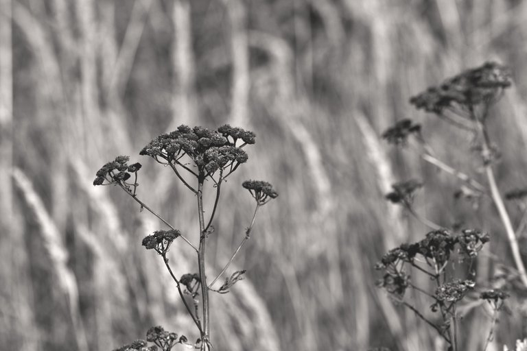 flower drystuff pl bw 2.jpg