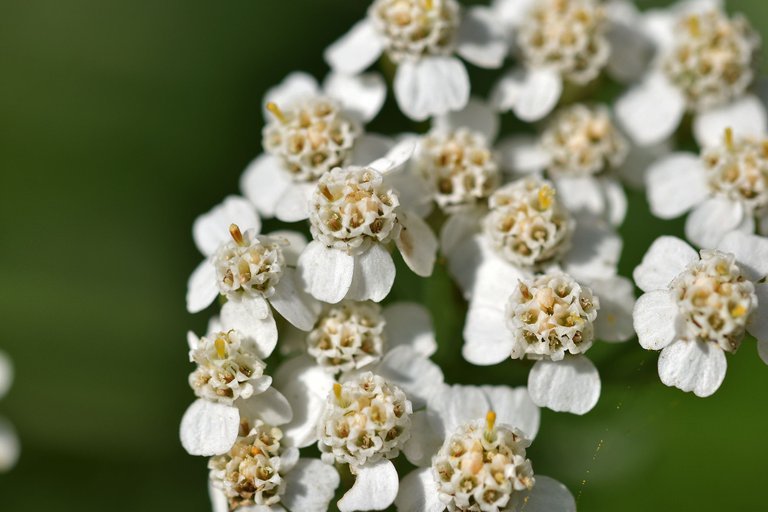 Achillea millefolium wildflower pl 2.jpg