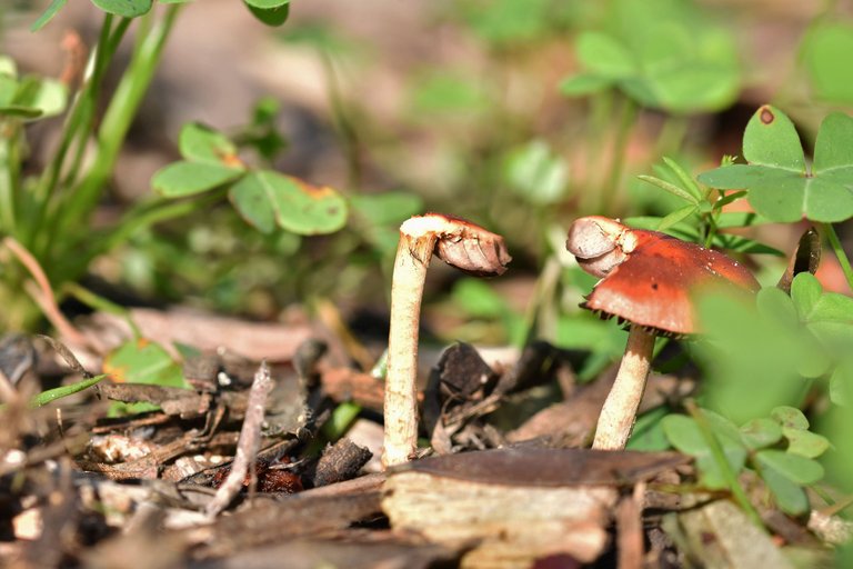 red mushroom park 3.jpg