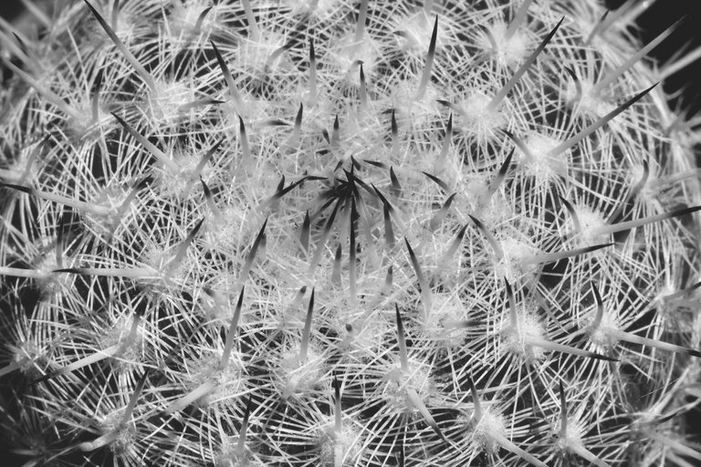 Mammillaria dark tips bw 4.jpg