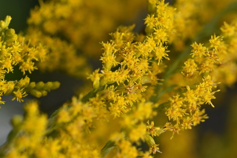 Solidago canadensis goldenrod wildflower pl 7.jpg