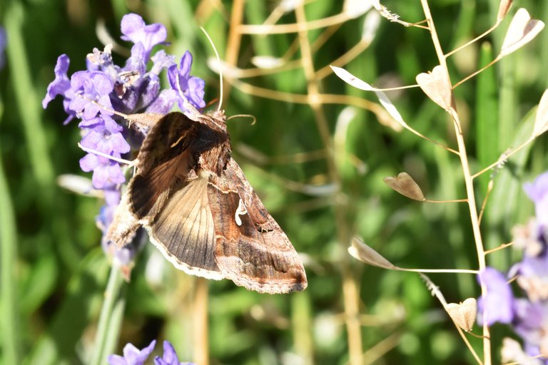 Silver Y moth lavender pl 4.jpg