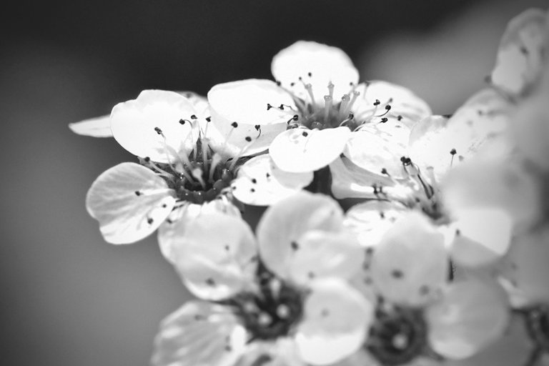 Tawuła Garland spiraea bw 6.jpg