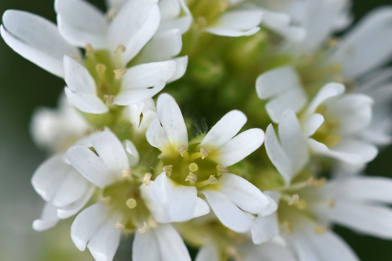 Berteroa incana Hoary alyssum pl 4.jpg