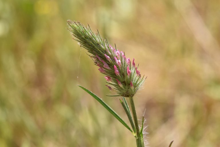 Trifolium angustifolium clover 5.jpg