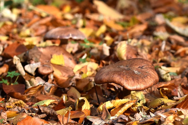 brown mushrooms leaves pl 1.jpg