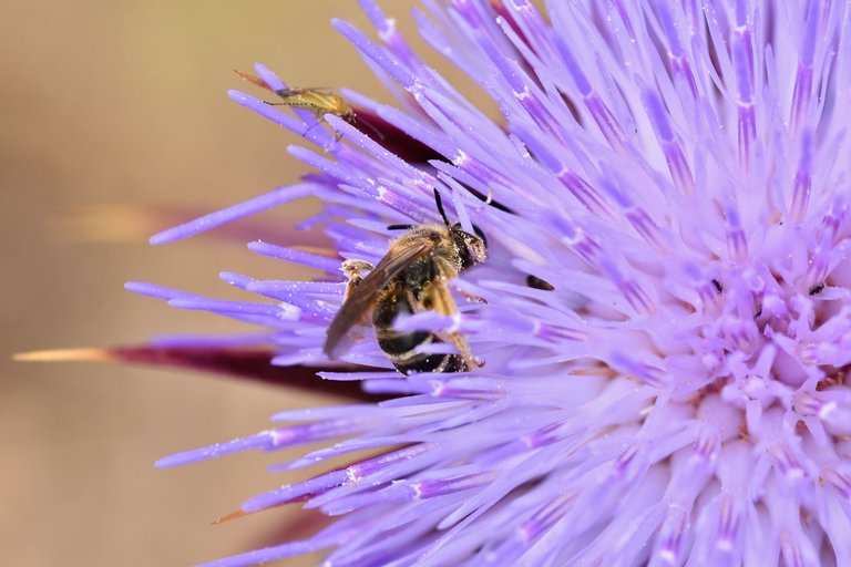 bee purple thistle macro 1.jpg