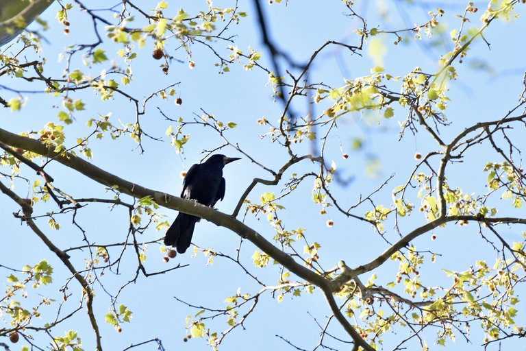crow nests park 9.jpg