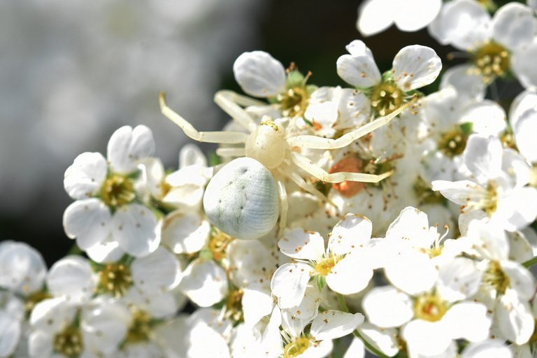 Misumena vatia crab spider flower 1.jpg