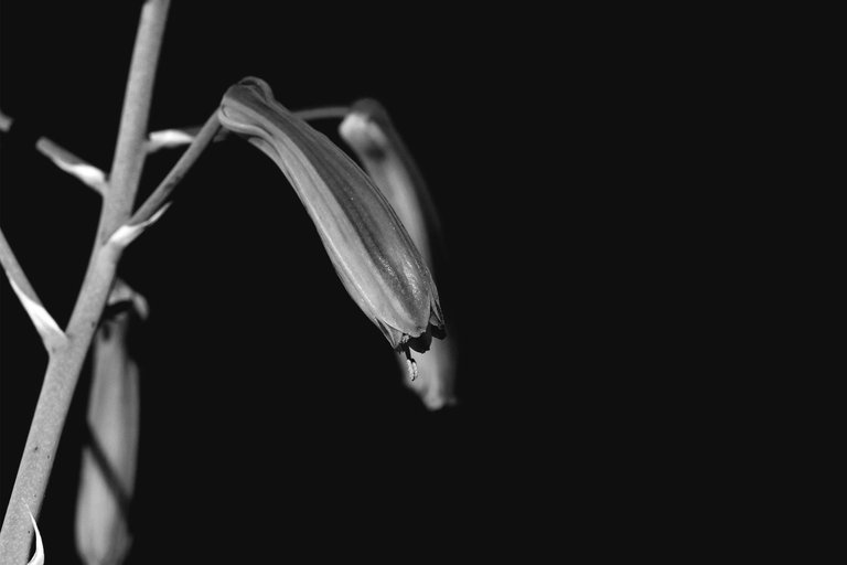 Aloe aristata flower bw 1.jpg