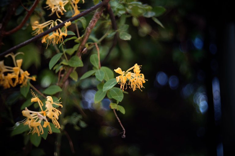 honeysuckle biotar 50 pl 1.jpg