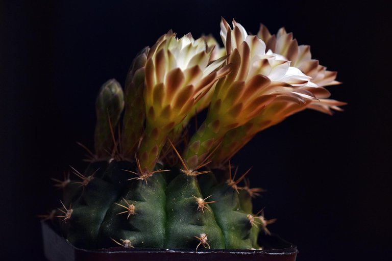 Gymnocalycium white flower 2025 7.jpg