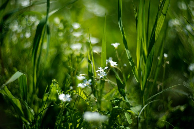 wildflowers lawn helios 4.jpg