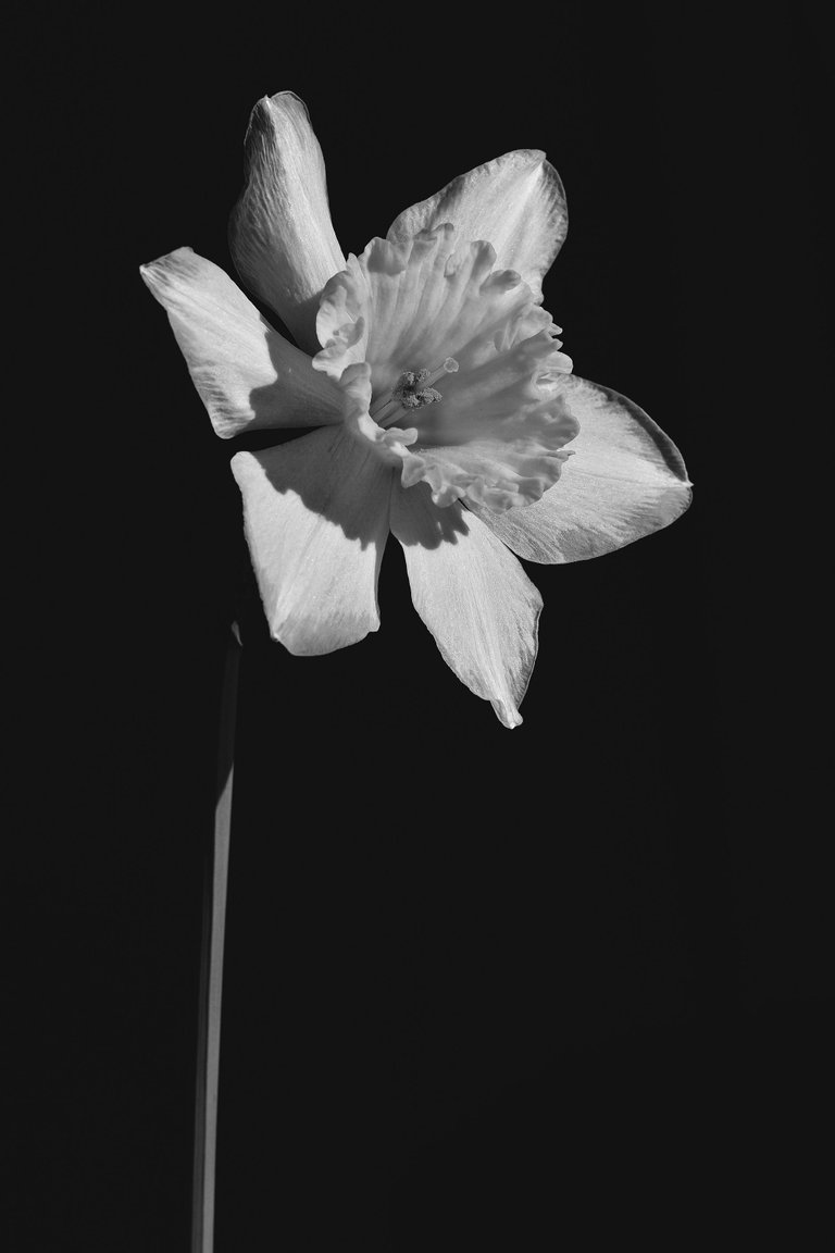 daffodil flower bw 2.jpg