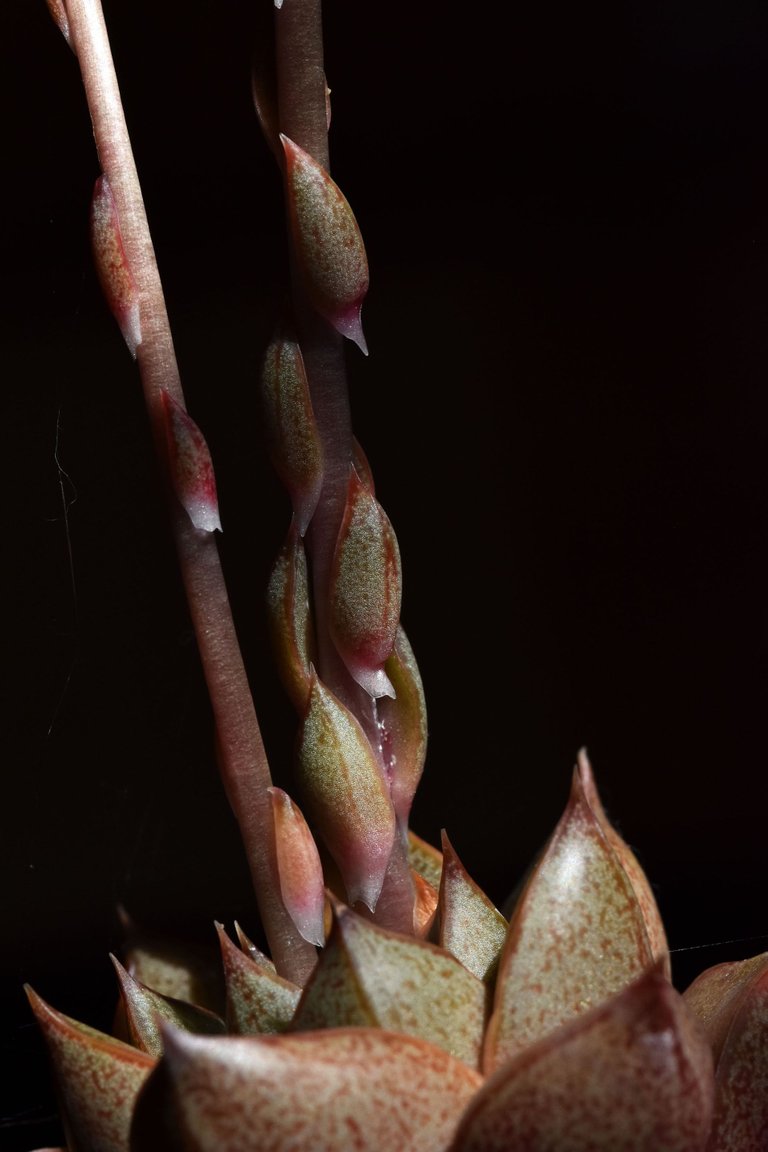 echeveria purpusorum flowers 1.jpg