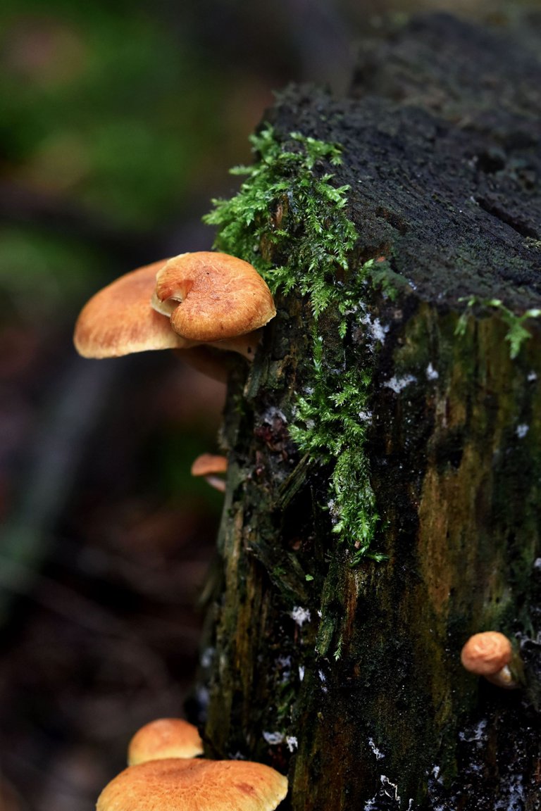 mushrooms stump pl 1.jpg