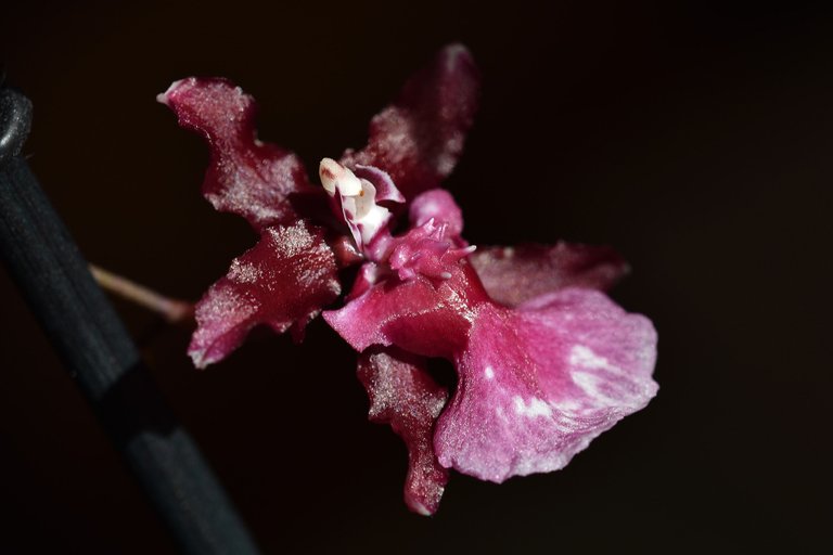 Oncidium Sharry Baby 2.jpg