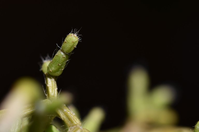 Rhipsalis pilocarpa bloom 2023 2.jpg