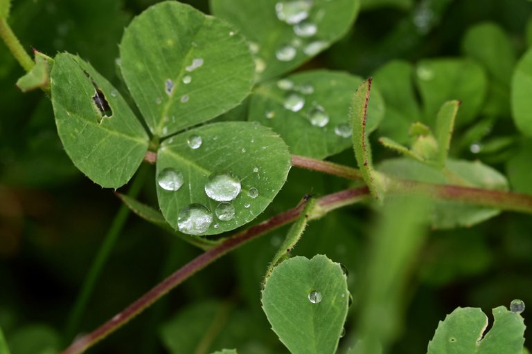 clover leaf raindrops 3.jpg