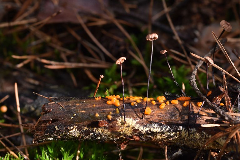 tiny mushrooms stick 3.jpg