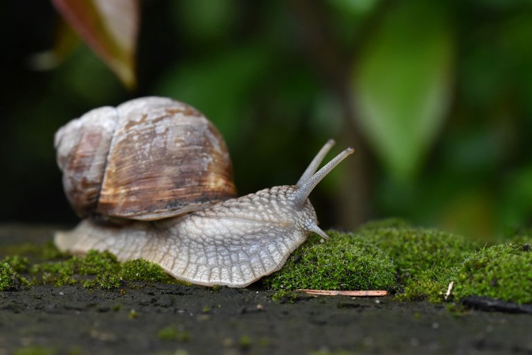 Snail garden moss bench 3.jpg